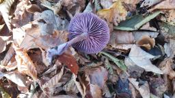 Laccaria amethystina