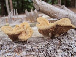 Panus neostrigosus