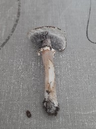 Stropharia rugosoannulata