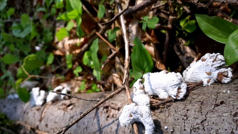 Schizophyllum commune