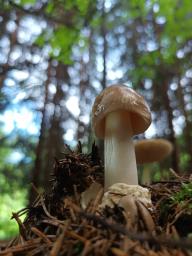 Amanita pachyvolvata