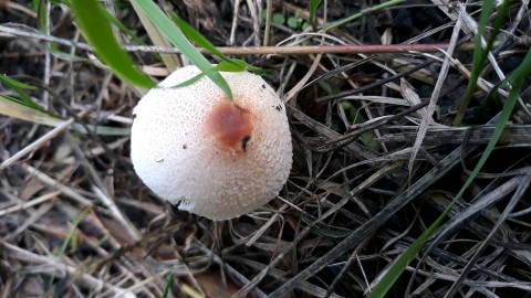 Lepiota cristata