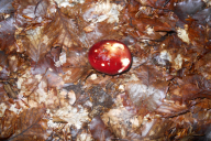 Russula xerampelina