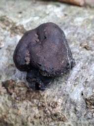 Daldinia concentrica