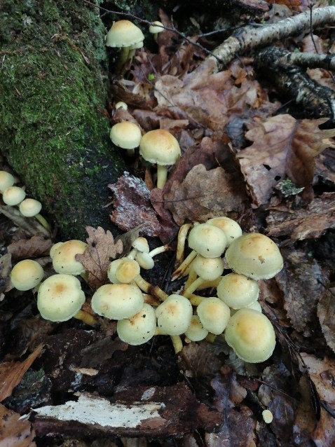 Hypholoma fasciculare