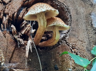 Pholiota