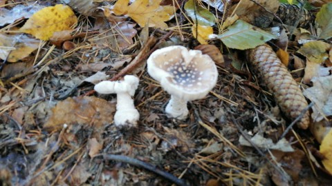 Amanita pantherina