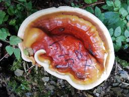 Ganoderma resinaceum