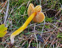 Hygrocybe aurantiosplendens