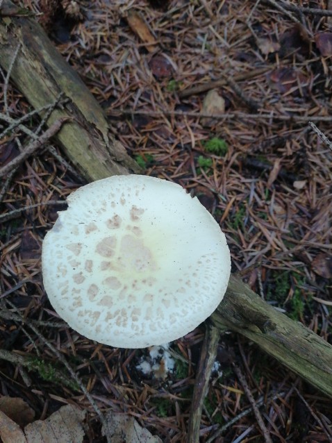 Amanita citrina