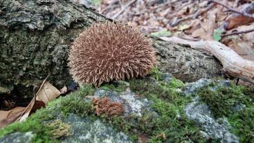 Lycoperdon echinatum