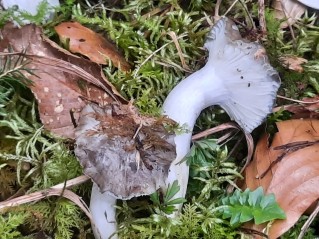 Hygrophorus marzuolus