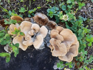 Panus neostrigosus