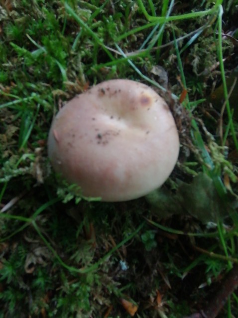 Russula vesca