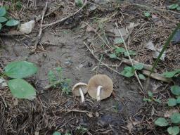 Inocybe posterula