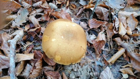 Suillus bovinus