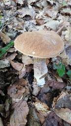 Boletus reticulatus