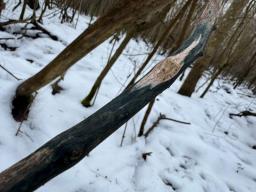 Lophiostoma viridarium