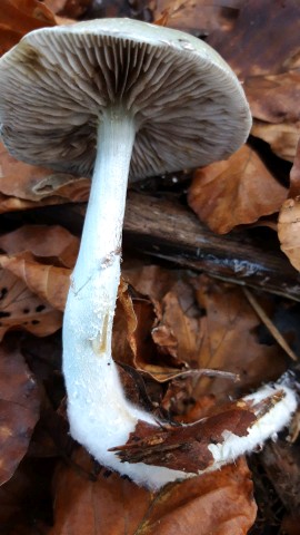 Stropharia caerulea