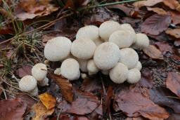 Lycoperdon perlatum