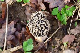 Morchella vulgaris