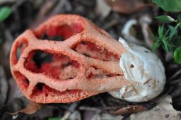 Clathrus ruber