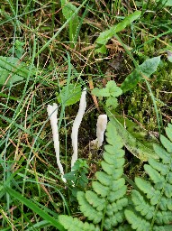 Clavulina rugosa