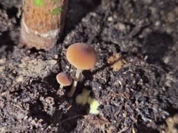 Conocybe dumetorum