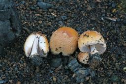 Coprinellus bipellis