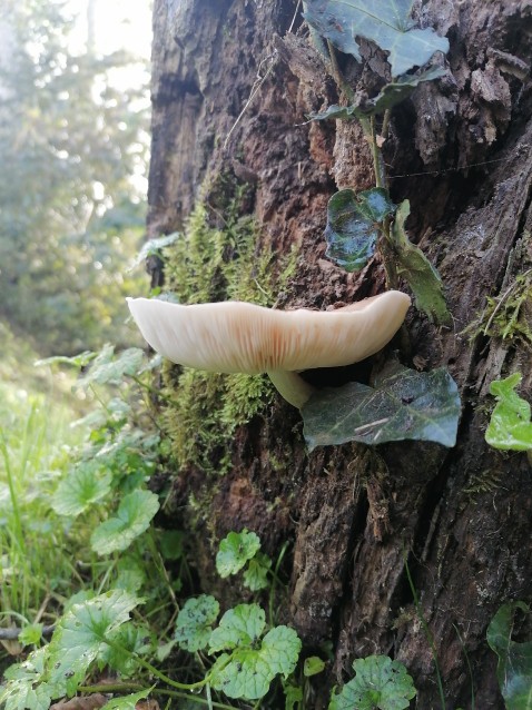 Pluteus cervinus