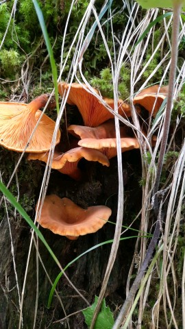 Hygrophoropsis aurantiaca