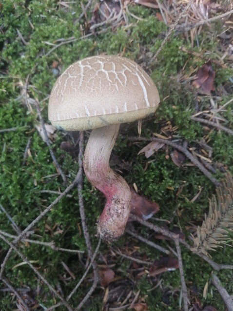 Xerocomellus chrysenteron