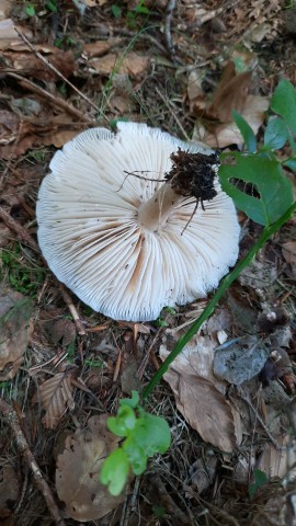 Megacollybia platyphylla