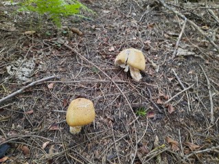 Agaricus augustus