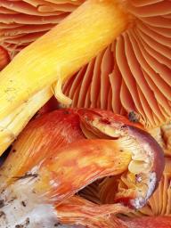 Hygrocybe punicea