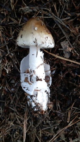 Amanita battarrae