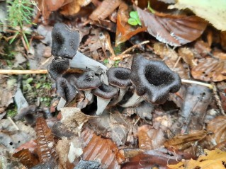 Craterellus cornucopioides