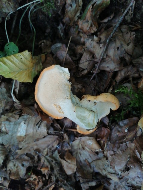 Hydnum repandum