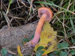 Laccaria bicolor