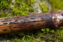 Setoseptoria arundinacea