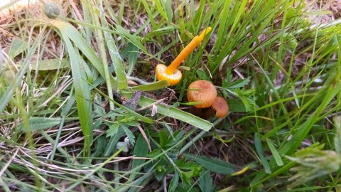 Hygrocybe