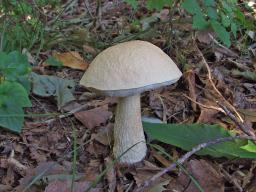 Leccinum holopus