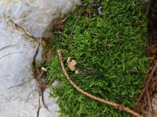 Marasmius wettsteinii