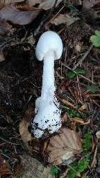 Amanita virosa