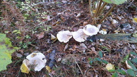 Clitocybe nebularis