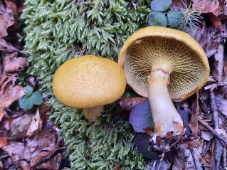 Suillus cavipes