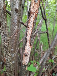Vuilleminia coryli