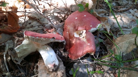 Russula aurora