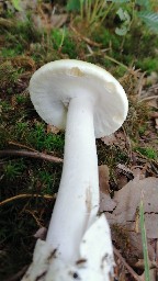 Amanita phalloides