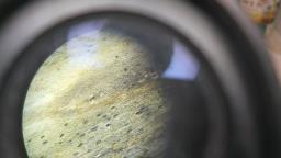 Lophiostoma viridarium